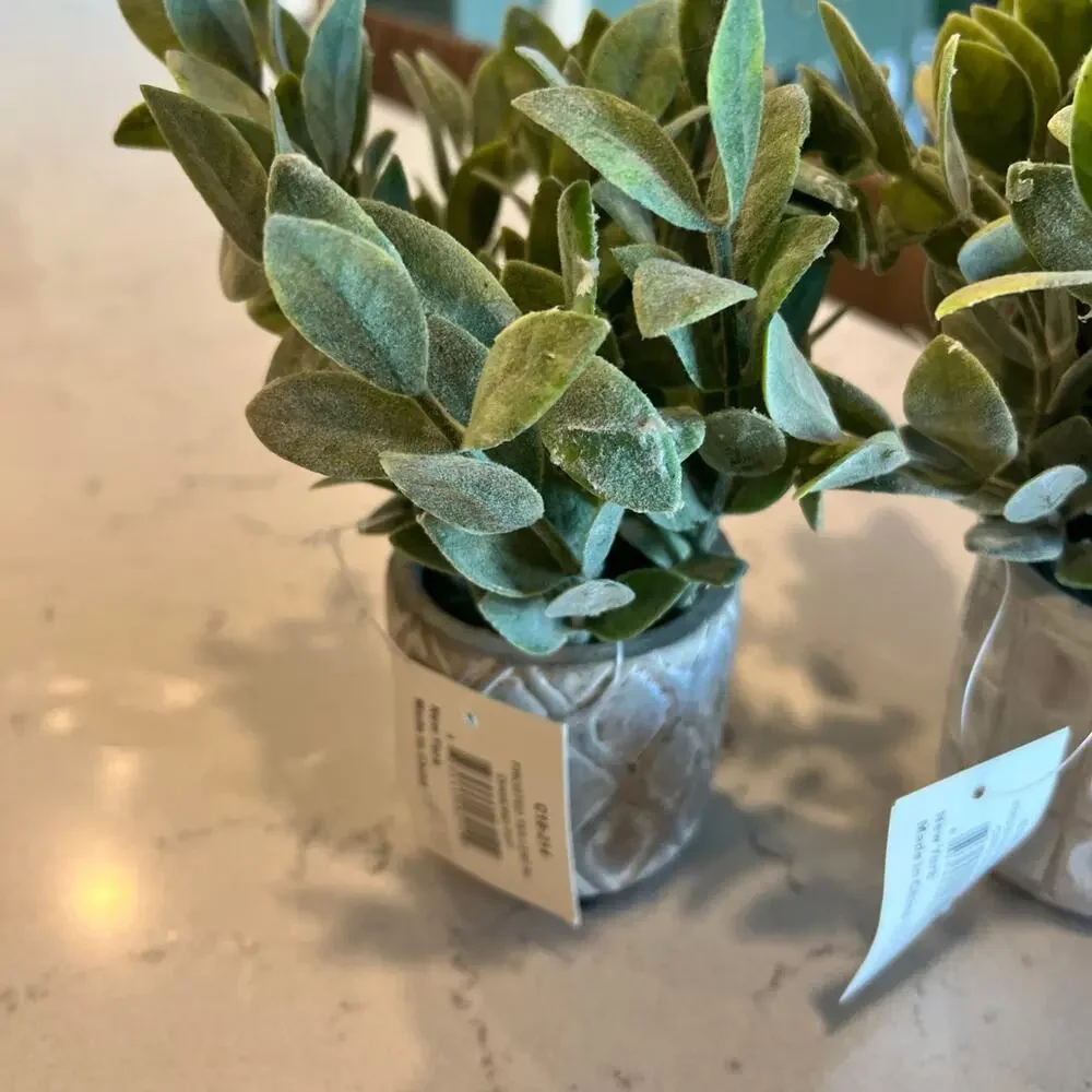 NWT 3 small plants